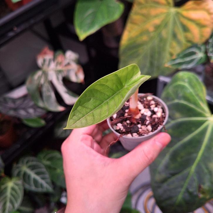Mini Alocasia Melo, Huis en Inrichting, Kamerplanten, Minder dan 100 cm, Halfschaduw, Ophalen of Verzenden