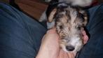 Foxterrier draadhaar pups tricolor, Dieren en Toebehoren, Honden | Jack Russells en Terriërs, Overige rassen, 8 tot 15 weken, Meerdere