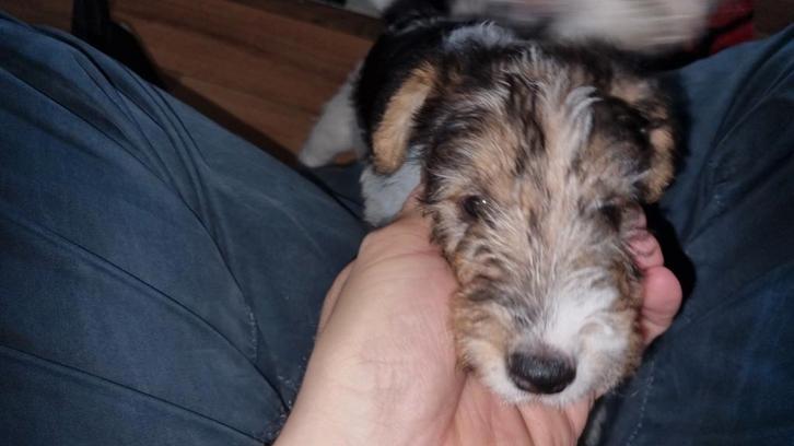 Foxterrier draadhaar pups tricolor, Dieren en Toebehoren, Honden | Jack Russells en Terriërs, Meerdere dieren, Overige rassen