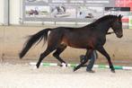 New Forest Dekhengst ter dekking Samba Boy, Dieren en Toebehoren, Paarden en Pony's | Dekhengsten en Fokmerries, Hengst