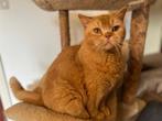Rode Britse korthaar poes, Dieren en Toebehoren, Katten en Kittens | Raskatten | Korthaar, Poes, Gechipt, 3 tot 5 jaar