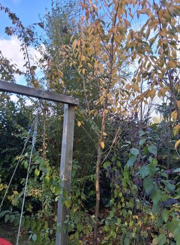 prunus serrulata Kanzan Japanse sierkers boom beschikbaar voor biedingen