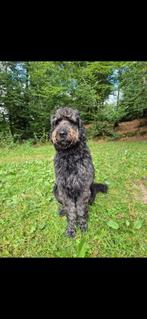 Dekreu goldendoodle, Dieren en Toebehoren, Honden | Dekreuen, Rabiës (hondsdolheid), Reu, Eén hond, 3 tot 5 jaar