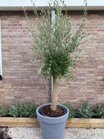 Super mooie olijfboom in stonelook kunststof pot, Tuin en Terras, Planten | Bomen, Lente, 100 tot 250 cm, Olijfboom, Ophalen