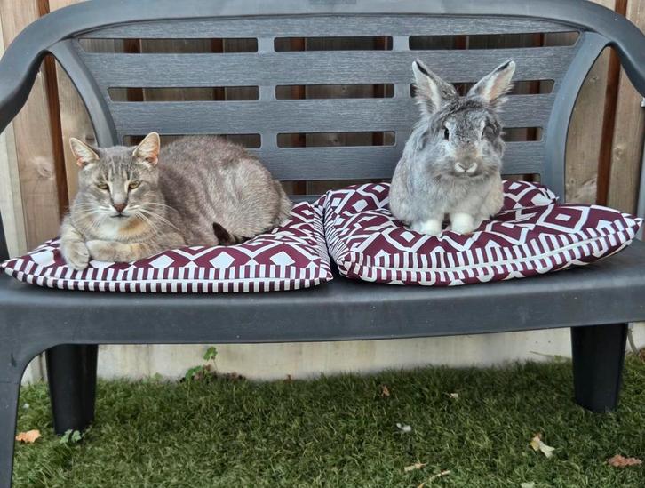 Knappe Bunny, Dieren en Toebehoren, Konijnen, Middelgroot, Geslacht onbekend, 0 tot 2 jaar