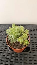 Schattige Vetplant in Pot, Ophalen, Vetplant, Halfschaduw, In pot