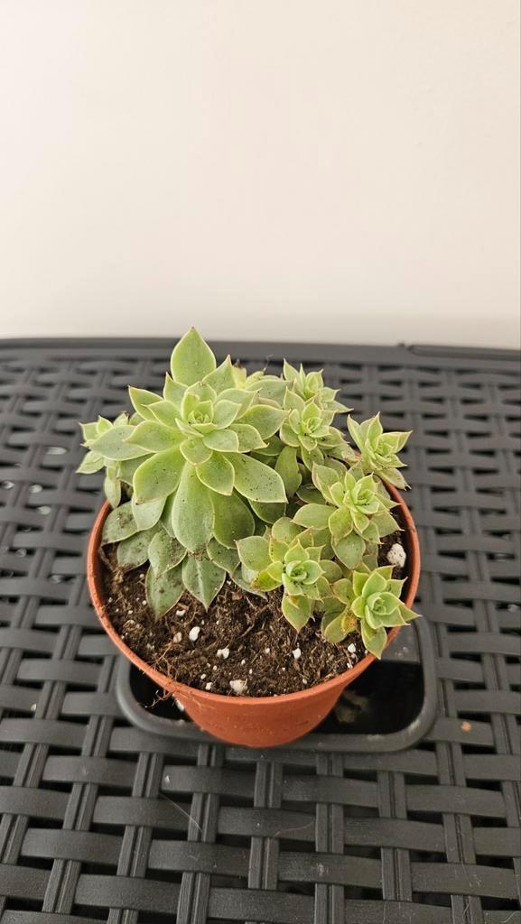 Schattige Vetplant in Pot, Huis en Inrichting, Kamerplanten, Vetplant, Minder dan 100 cm, Groene kamerplant, Halfschaduw, In pot