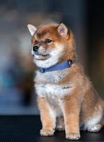 Raszuivere Shiba Inu pup met stamboom, Parvo, Nederland, 8 tot 15 weken, Eén hond