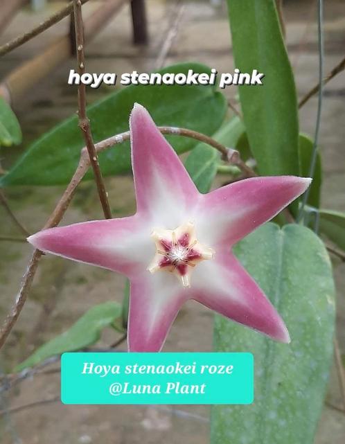 Hoya Stenaokei Pink, Huis en Inrichting, Kamerplanten, Overige soorten, Minder dan 100 cm, Bloeiende kamerplant, Ophalen of Verzenden