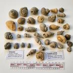 Schelpen en zee-egels uit Portugal mioceen, Verzamelen, Ophalen of Verzenden, Schelp(en)