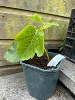 Vijg vijgenplant “Lattarulla Italia”, Tuin en Terras, Planten | Fruitbomen, Ophalen of Verzenden, Minder dan 100 cm, Vijgenboom
