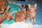 Maine coon kitten te koop, Dieren en Toebehoren, Katten en Kittens | Overige Katten, Meerdere dieren, Langharig, 0 tot 2 jaar