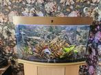 Aquarium met Filter, lichtbalk op tijd en toebehoren, Dieren en Toebehoren, Ophalen, Zo goed als nieuw, Gevuld zoetwateraquarium