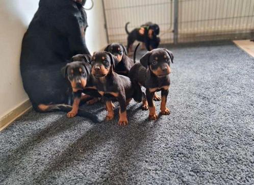 Dobberman x Rottweiler pups, Dieren en Toebehoren, Honden | Bulldogs, Pinschers en Molossers, Meerdere dieren, Rottweiler, Particulier