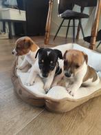 Jack russel pups, Dieren en Toebehoren, Honden | Jack Russells en Terriërs, Jack Russell Terriër, 8 tot 15 weken, Meerdere dieren