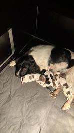 Engelse Springer Spaniel pups, 8 tot 15 weken, Meerdere, Meerdere dieren, Spaniël