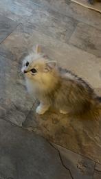 Perzische kittens, Dieren en Toebehoren, Katten en Kittens | Raskatten | Langhaar, Meerdere dieren, Ingeënt, 0 tot 2 jaar