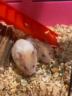 Goudhamster mannen te koop, Dieren en Toebehoren, Knaagdieren, Hamster, Juni, Mannelijk, Tam