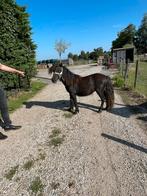 SHETLAND PONY N.S.P.S. zwart Grote maat  ENTER MERRIE, Dieren en Toebehoren, Merrie, Niet van toepassing, 0 tot 2 jaar, A pony (tot 1.17m)