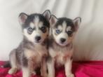 Pomsky pups, Dieren en Toebehoren, Overige rassen, CDV (hondenziekte), 8 tot 15 weken, Meerdere