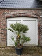 WINTERHARDE CHAMAEROPS HUMILIS PALMEN, Tuin en Terras, Planten | Bomen, In pot, Halfschaduw, Zomer, Ophalen of Verzenden