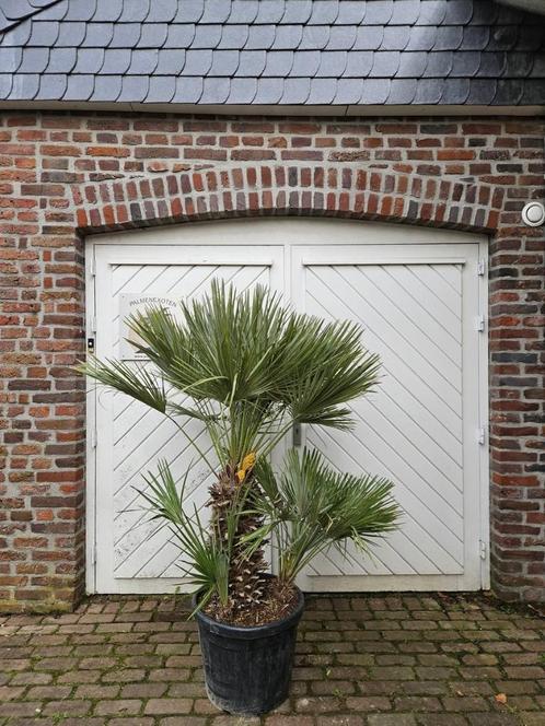 WINTERHARDE CHAMAEROPS HUMILIS PALMEN, Tuin en Terras, Planten | Bomen, Palmboom, 100 tot 250 cm, Halfschaduw, Zomer, In pot, Ophalen of Verzenden