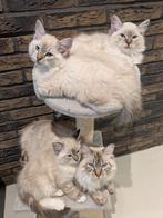 Ragdoll nestje nog 2 beschikbaar Meerstad Groningen, Geslacht onbekend, Gechipt, 0 tot 2 jaar