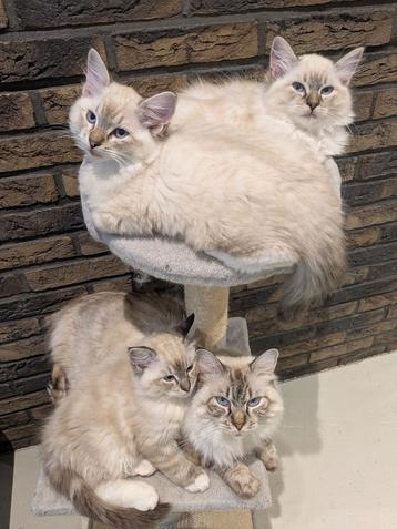 Ragdoll nestje nog 2 beschikbaar katers Meerstad Groningen beschikbaar voor biedingen
