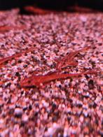 Rineloricaria spec rood desgewenst bezorgd aan huis, Vis
