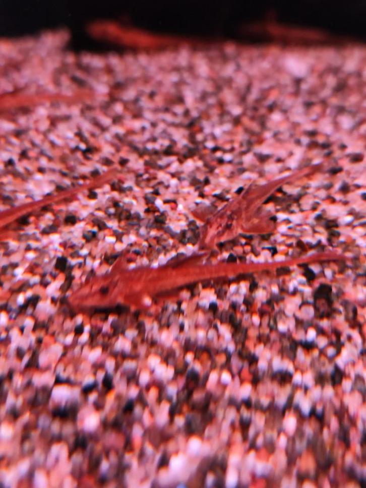 Rineloricaria spec rood desgewenst bezorgd aan huis, Dieren en Toebehoren, Vissen | Aquariumvissen, Vis