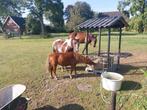 Pony's verzorger gevraagd!