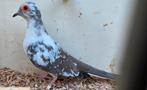 Bonte diamantduif mannelijk, Mannelijk, Tropenvogel