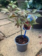 Acer Palmatum-Atropurpureum, Tuin en Terras, Planten | Tuinplanten, Ophalen, Lente, Vaste plant, Halfschaduw