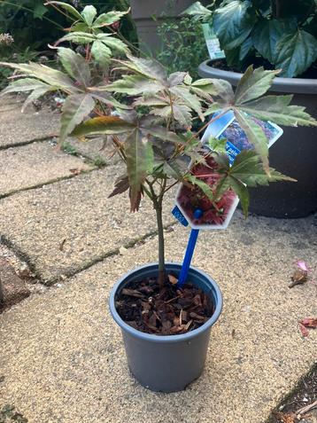 Acer Palmatum-Atropurpureum beschikbaar voor biedingen