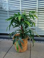 Kunstplant/Boom - 80cm - Realistisch, Huis en Inrichting, Kamerplanten, Ophalen of Verzenden