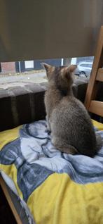 Hallo, ons kleine meisje is 2 maanden, Dieren en Toebehoren, Katten en Kittens | Overige Katten, Kater, Kortharig