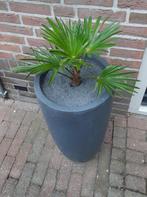 Palmboom in luxe pot, Lente, Minder dan 100 cm, Palmboom, Ophalen