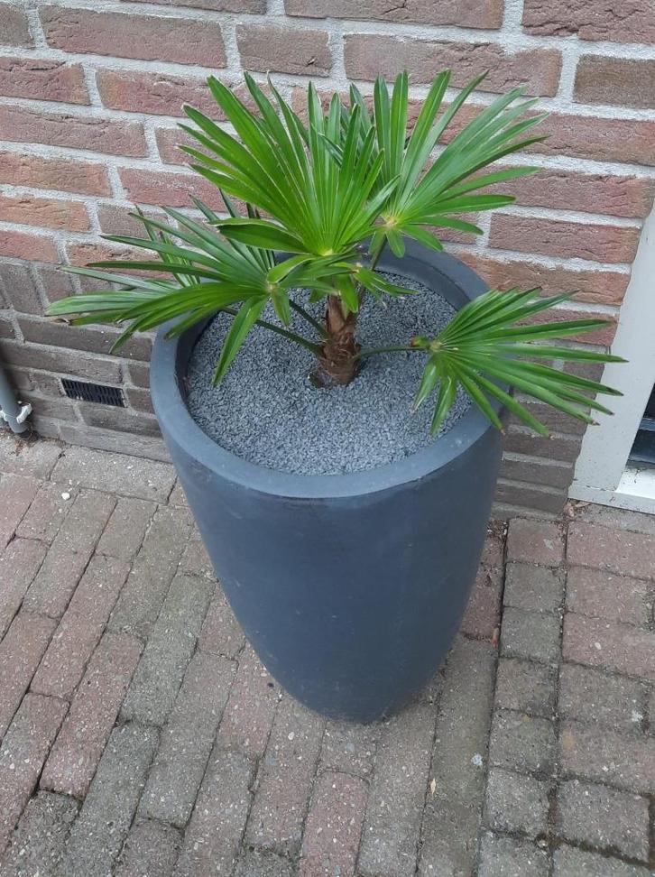 Palmboom in luxe pot, Tuin en Terras, Planten | Bomen, Palmboom, Minder dan 100 cm, Volle zon, Lente, In pot, Ophalen