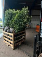 Prunus lusitanica 'Angustifolia' (portugese laurier), Bloeit niet, 100 tot 250 cm, Volle zon, In pot