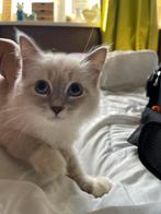 Siberische nevada poes, Poes, Gechipt