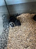 Jonge gerbils, Dieren en Toebehoren, December, Meerdere dieren, Overige typen, Tam