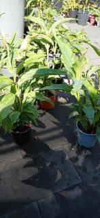 Canna 15/16 cm pot, Tuin en Terras, Planten | Tuinplanten, Overige soorten, Volle zon, Vaste plant, Ophalen of Verzenden