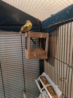 Te koop Zwartkopsijsen, Dieren en Toebehoren, Vogels | Overige Vogels, Mannelijk, Geringd