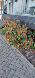 Haag struik, Tuin en Terras, Ophalen, Overige soorten