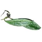 Hoya AH-074 Silver Moonshine, Overige soorten, In pot, Minder dan 100 cm, Groene kamerplant