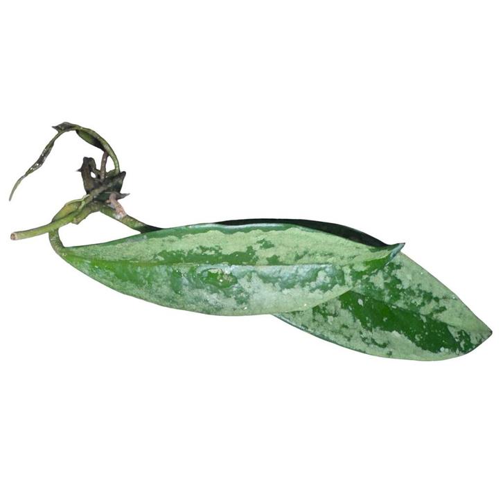 Hoya AH-074 Silver Moonshine, Huis en Inrichting, Kamerplanten, Overige soorten, Minder dan 100 cm, Groene kamerplant, Halfschaduw
