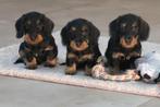 Ruwhaar Dwerg Teckel pups, Dieren en Toebehoren, Nederland, CDV (hondenziekte), 8 tot 15 weken, Dwerg
