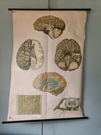 Oude schoolplaat brein, Antiek en Kunst, Antiek | Schoolplaten, Ophalen