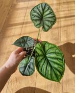Alocasia Dragon scale, Huis en Inrichting, Kamerplanten, Ophalen of Verzenden, Overige soorten, Minder dan 100 cm