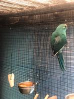 KAKARIKIS 2024, Dieren en Toebehoren, Meerdere dieren, Parkiet, Geringd